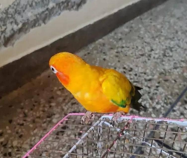 conure 0