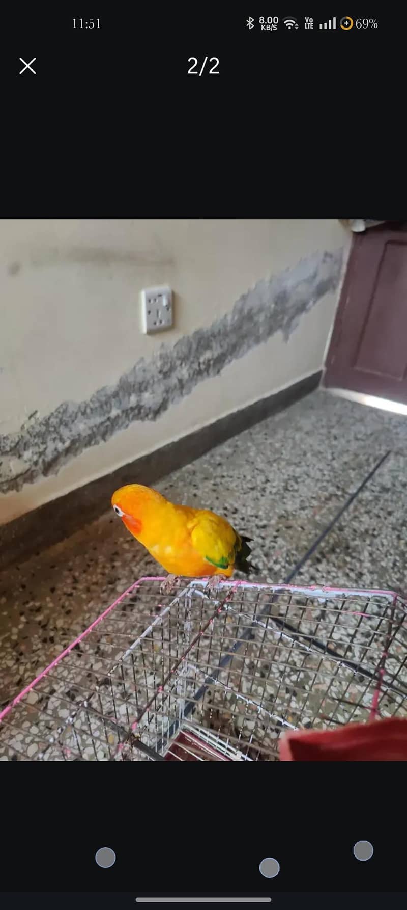 conure 1