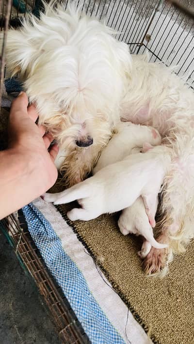 Poodle puppy for sale