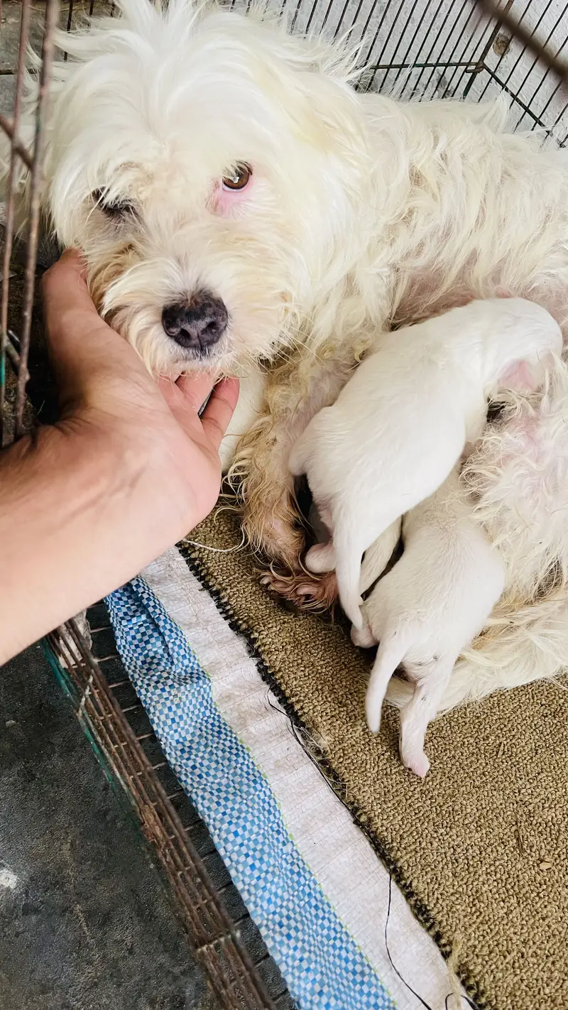 Poodle puppy for sale — photo 2