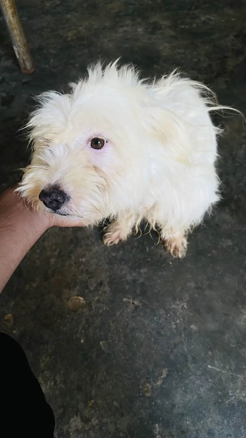 Poodle puppy for sale — photo 3