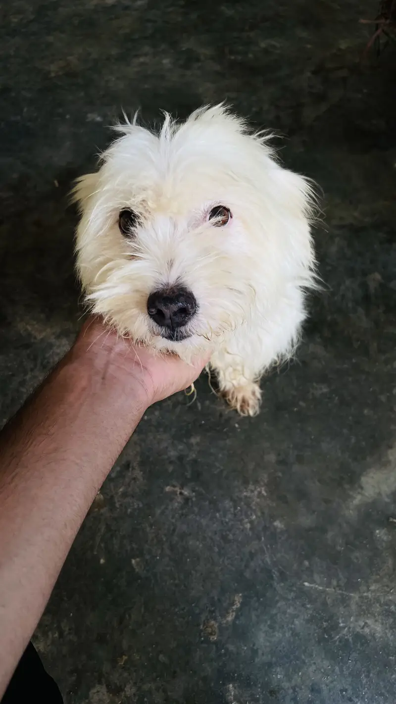 Poodle puppy for sale — photo 4