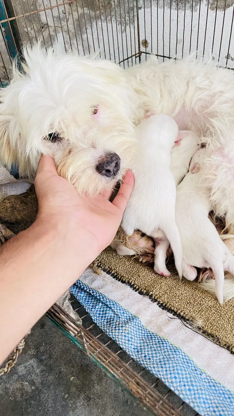 Poodle puppy for sale — photo 5