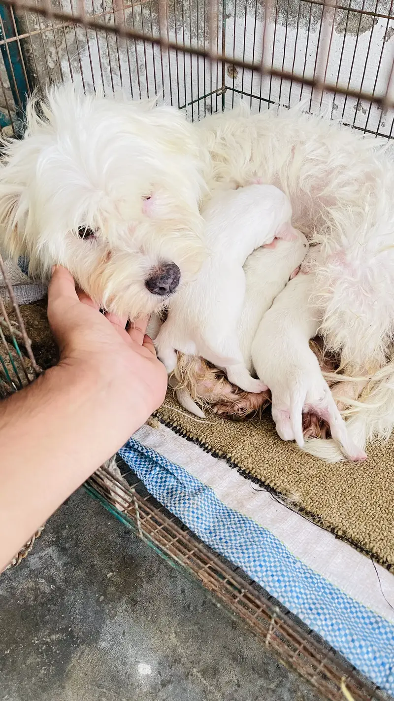 Poodle puppy for sale — photo 6
