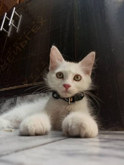 kitten