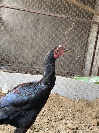 Pure black Aseel pair