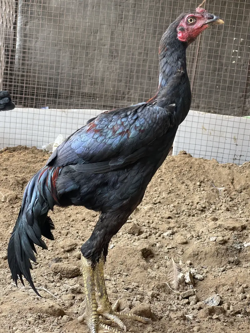 Pure black Aseel pair — photo 2