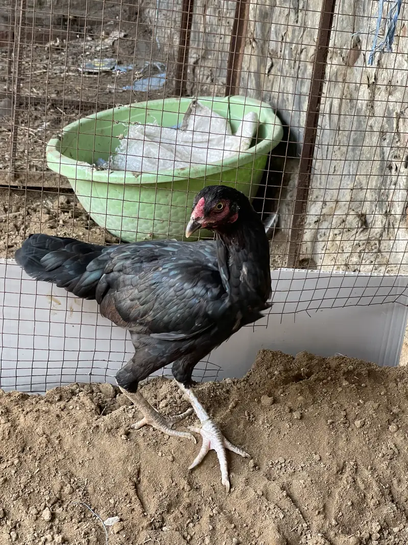 Pure black Aseel pair — photo 3
