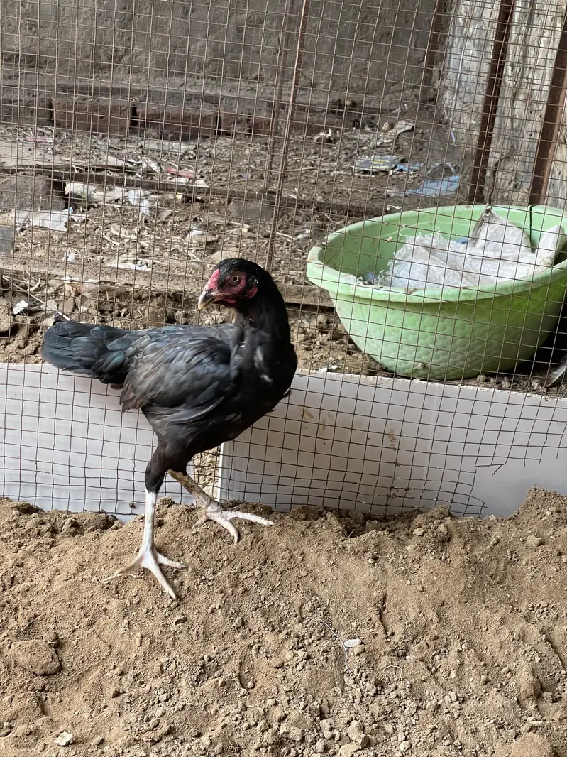 Pure black Aseel pair — photo 4