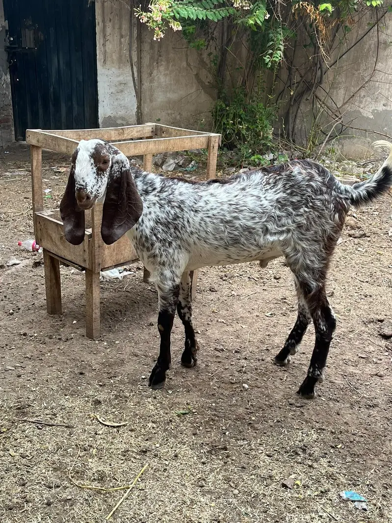 Do bchy Forsale Makhi Chena or Nacha — photo 2