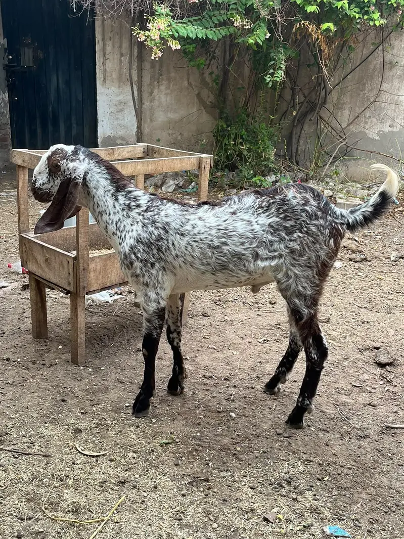 Do bchy Forsale Makhi Chena or Nacha — photo 3