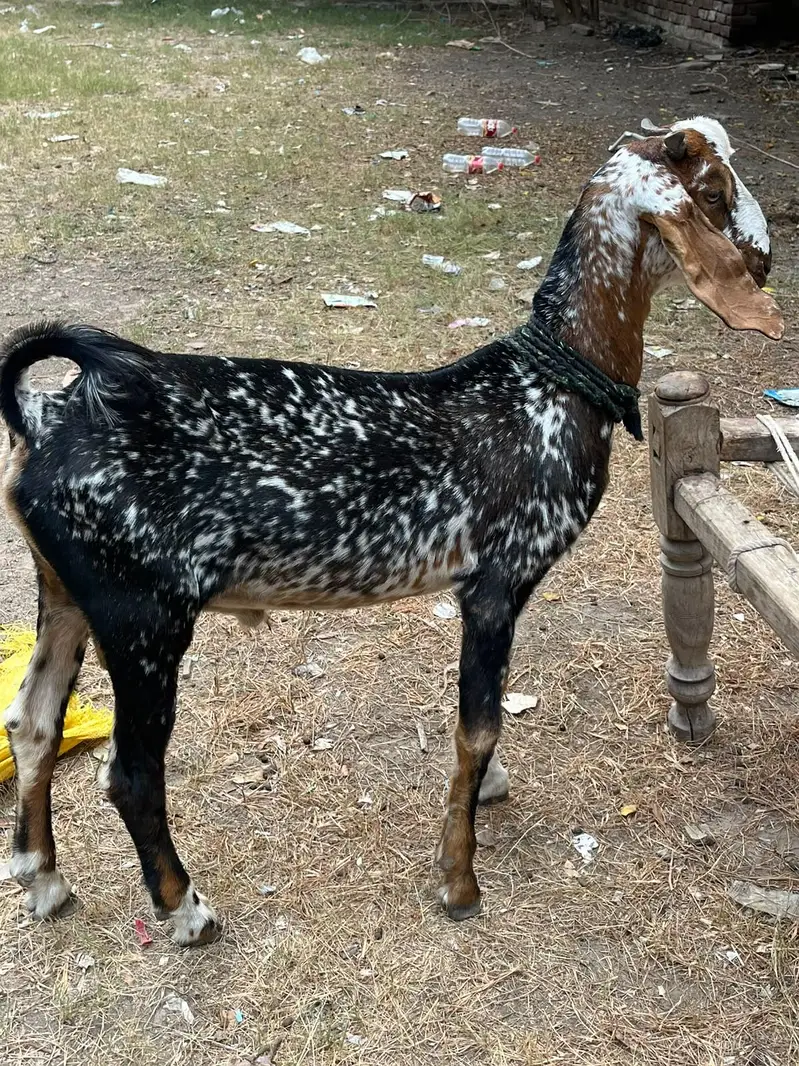 Do bchy Forsale Makhi Chena or Nacha — photo 4
