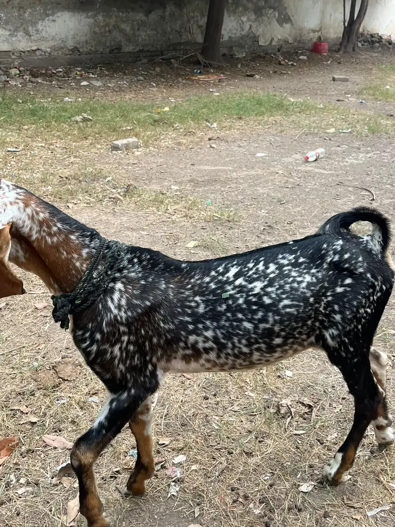 Do bchy Forsale Makhi Chena or Nacha — photo 7