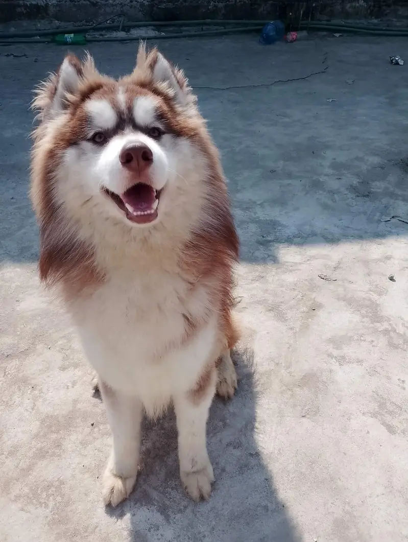 husky puppies — photo 2