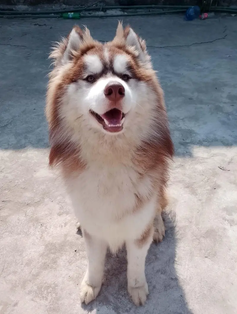 husky puppies — photo 3