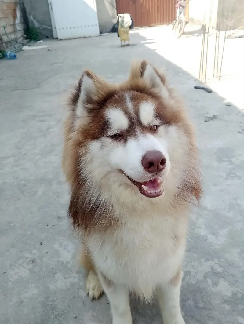 husky puppies — photo 4