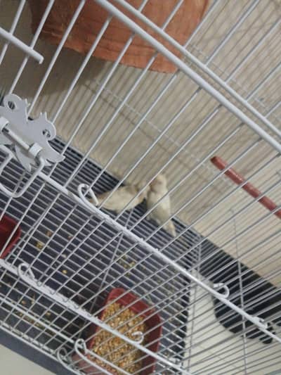 love birds pair