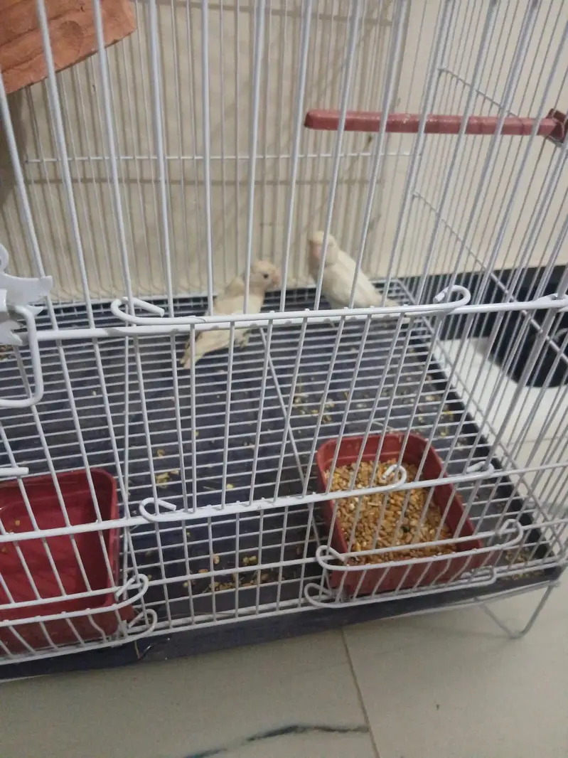 love birds pair — photo 2
