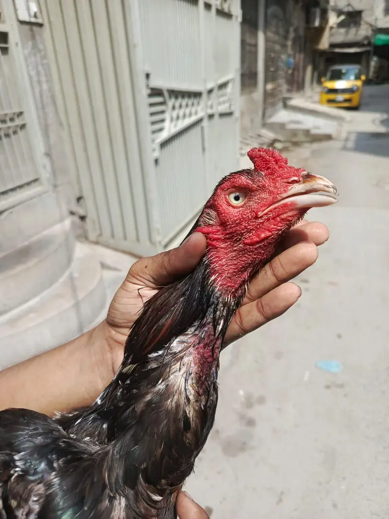 aseel murga — photo 2