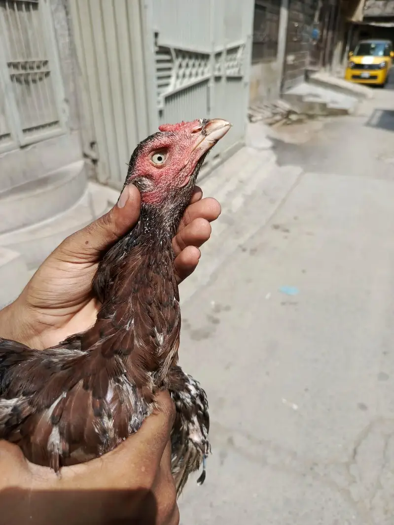 aseel murga — photo 4