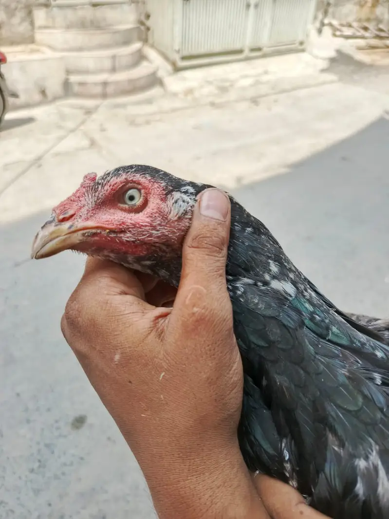 aseel murga — photo 10