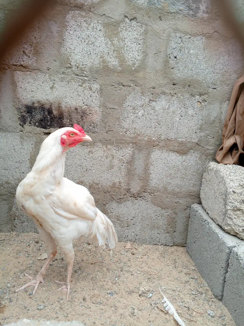 selling my Heera pairs — photo 9