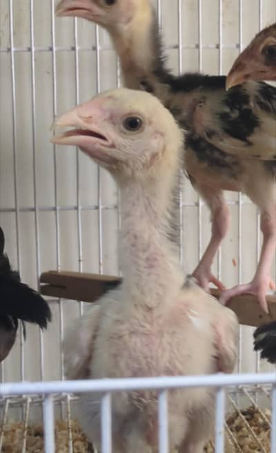 aseel chicks/mianwali chicks/lasani chicks/shamo chicks/fancy chicks