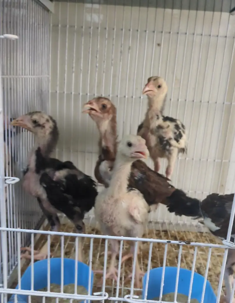 aseel chicks/mianwali chicks/lasani chicks/shamo chicks/fancy chicks — photo 4