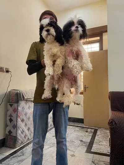 Imported Shihtzu Punch face Quality Pair