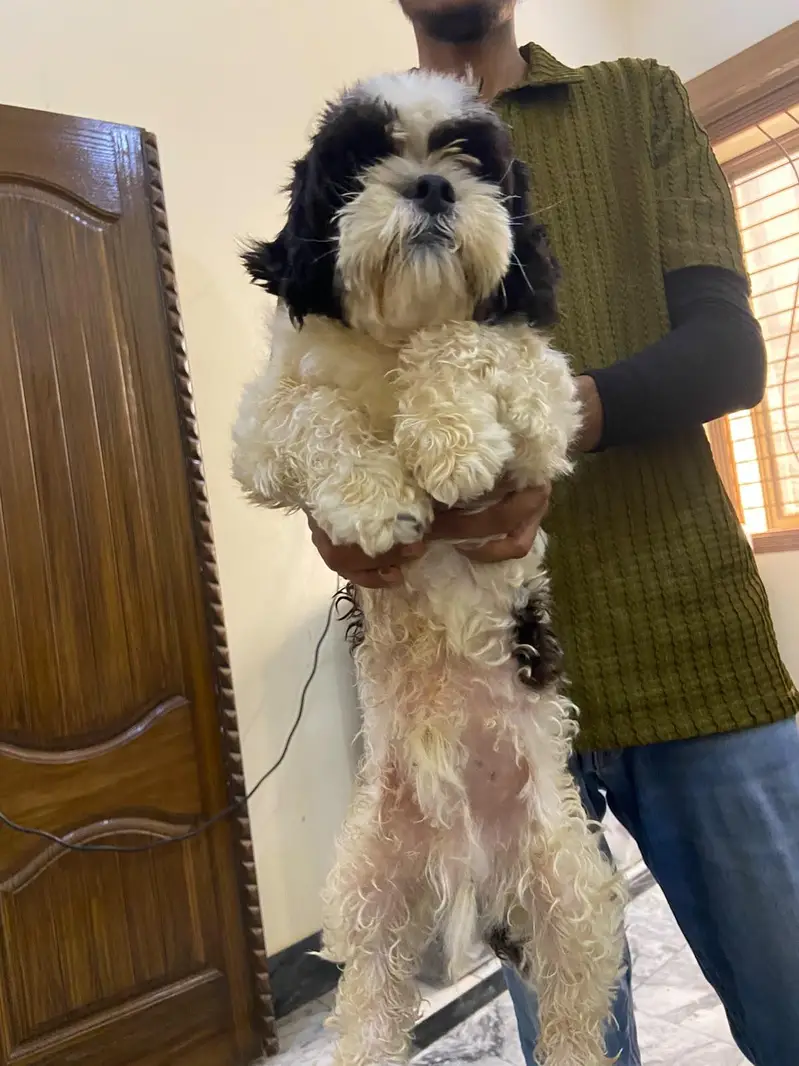 Imported Shihtzu Punch face Quality Pair — photo 2