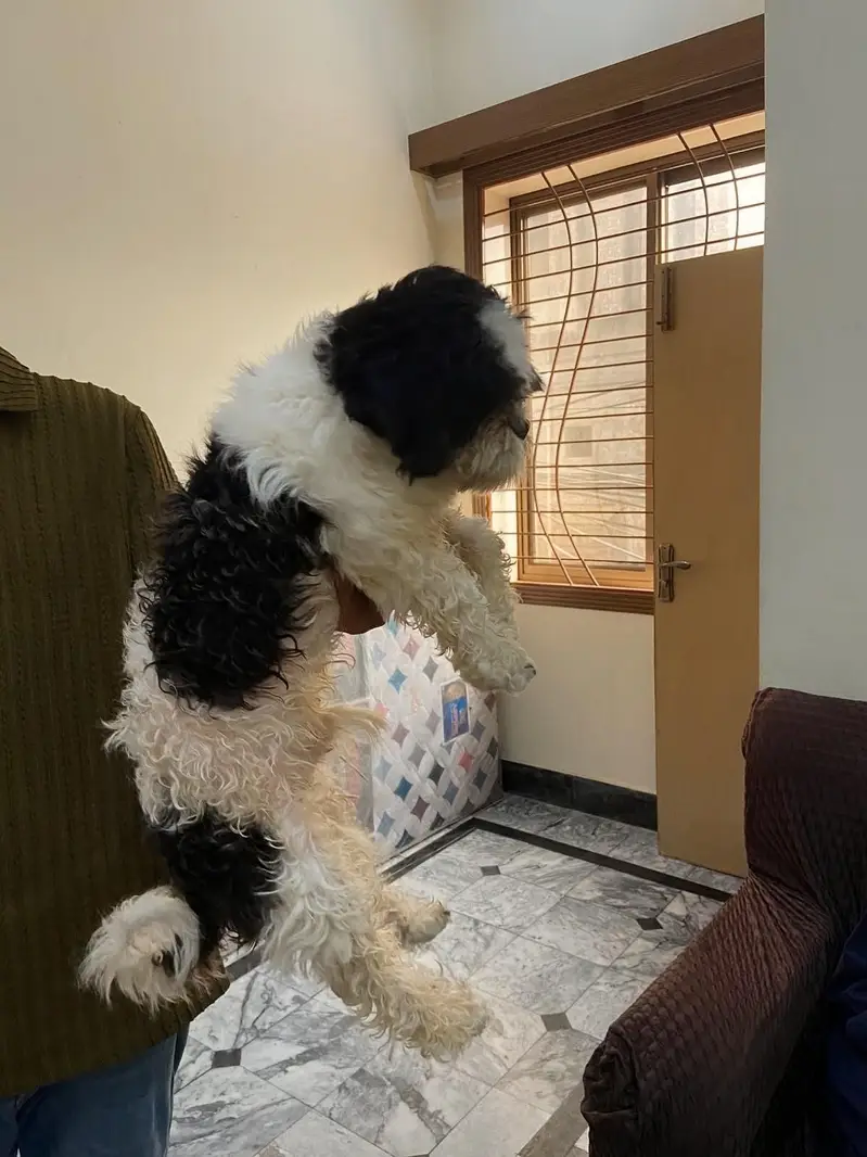 Imported Shihtzu Punch face Quality Pair — photo 3
