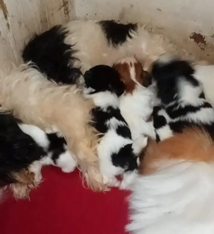 Imported Shihtzu Punch face Quality Pair — photo 6