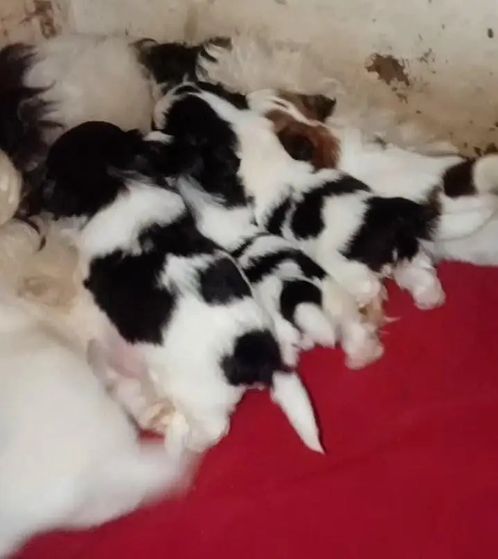 Imported Shihtzu Punch face Quality Pair — photo 7