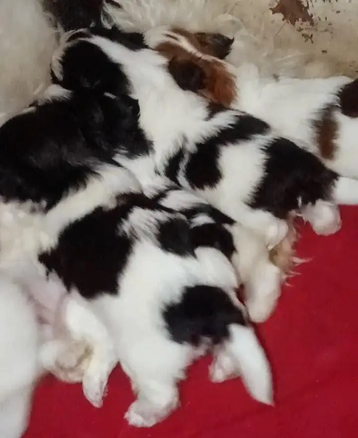 Imported Shihtzu Punch face Quality Pair — photo 8