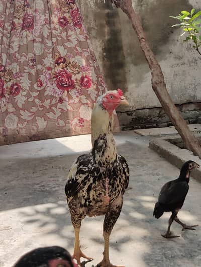 aseel mianwali