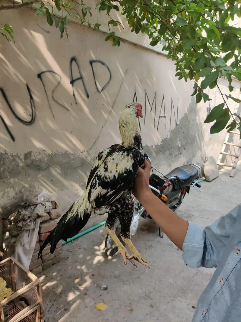 aseel mianwali — photo 2