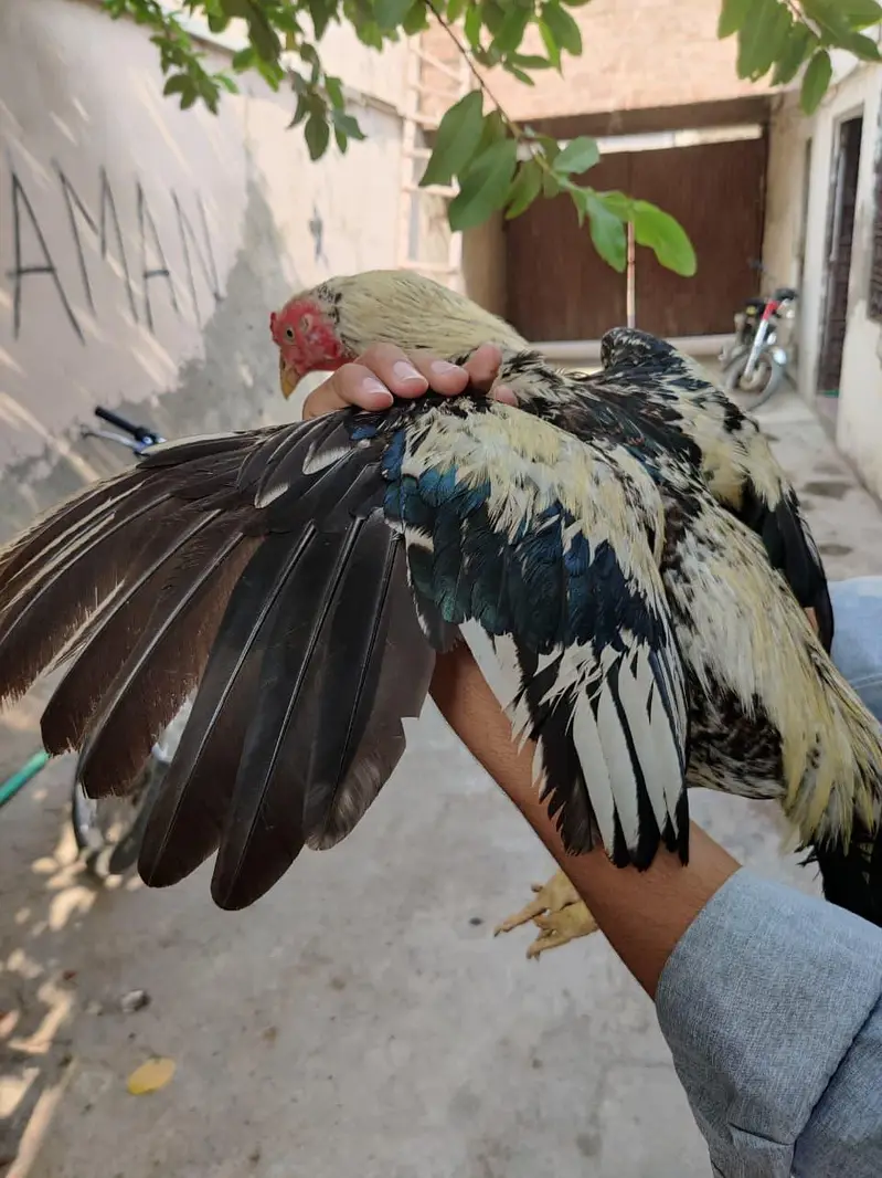 aseel mianwali — photo 4