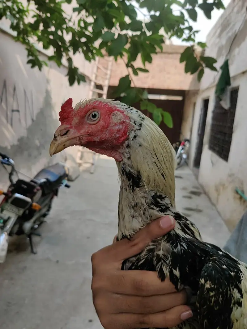 aseel mianwali — photo 5