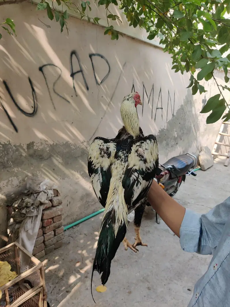 aseel mianwali — photo 6