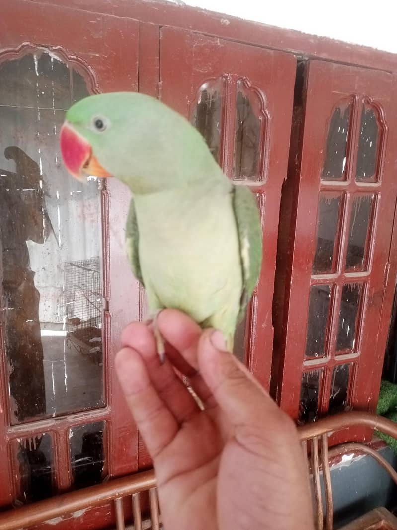 kasmiri raw 2