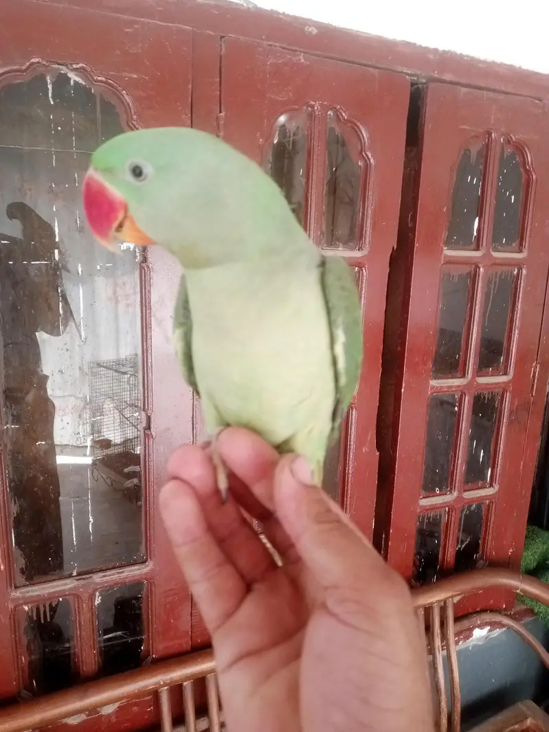kasmiri raw — photo 3