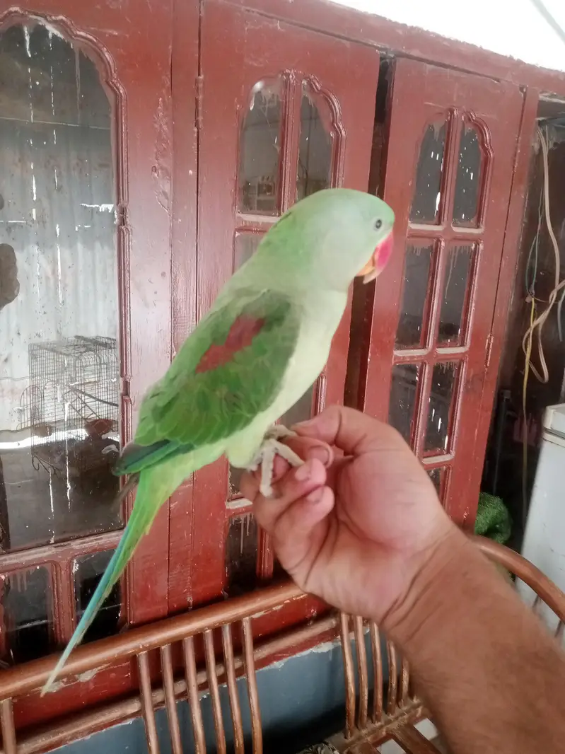 kasmiri raw — photo 4