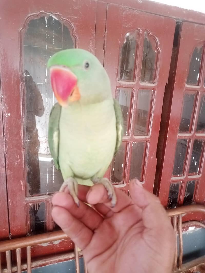 kasmiri raw 4