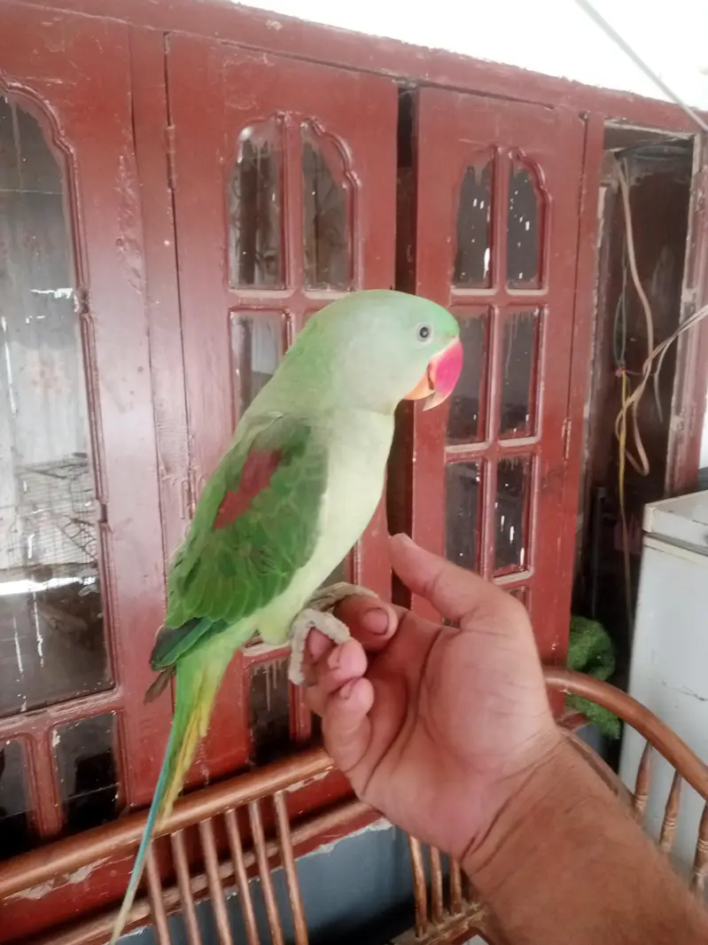 kasmiri raw — photo 6