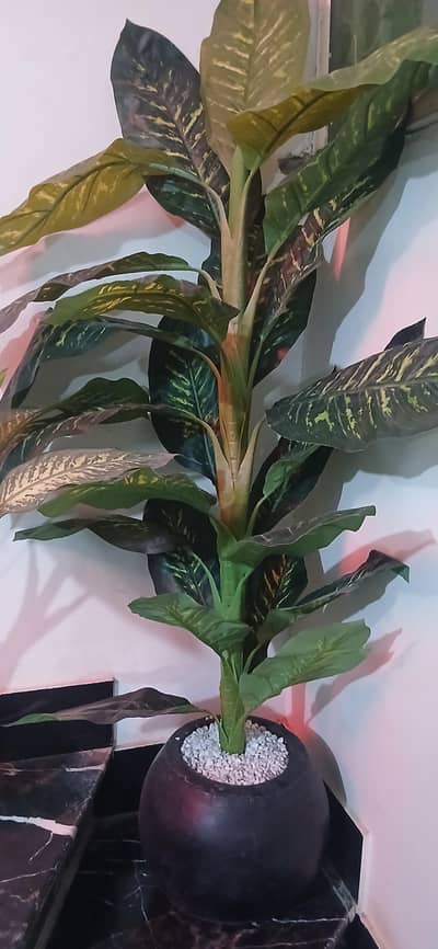 Imported Plant 5ft height