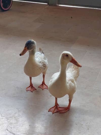Pair of Duck