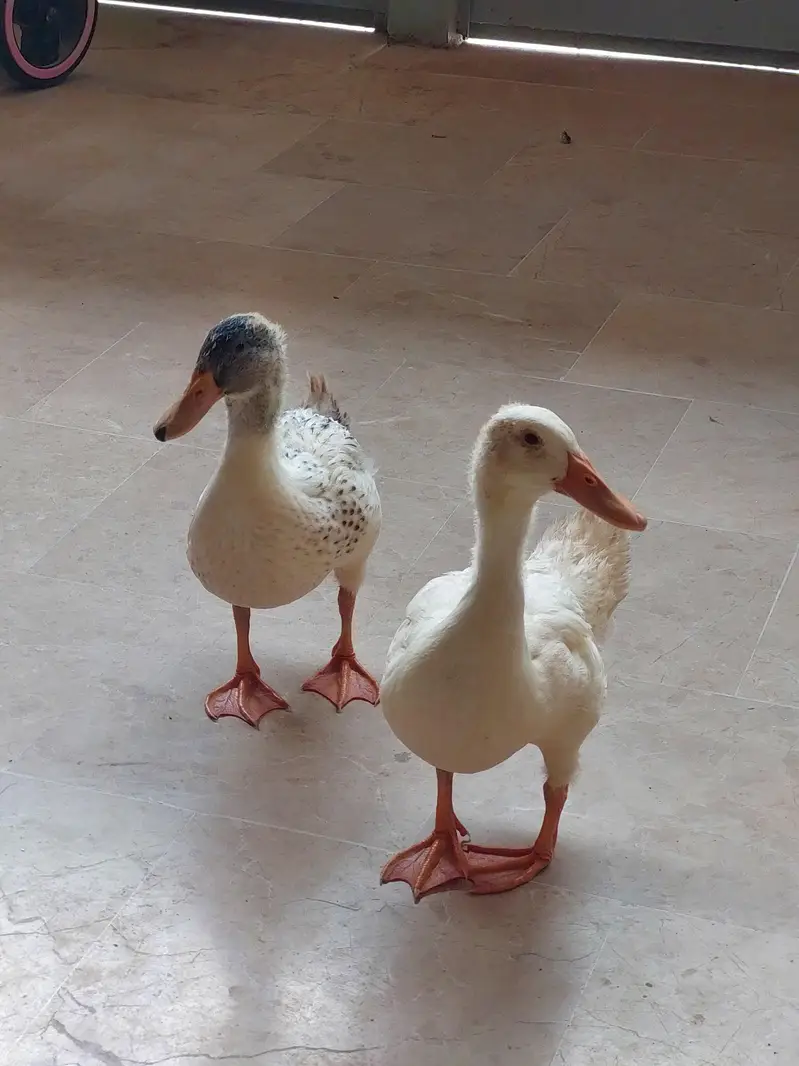 Pair of Duck