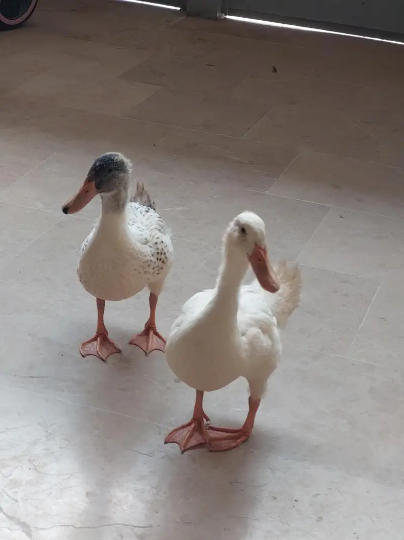 Pair of Duck — photo 2