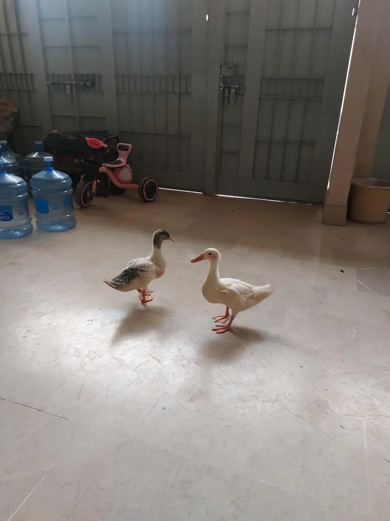 Pair of Duck — photo 3