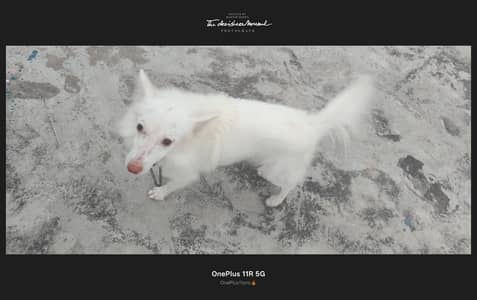 Russian beautiful dog